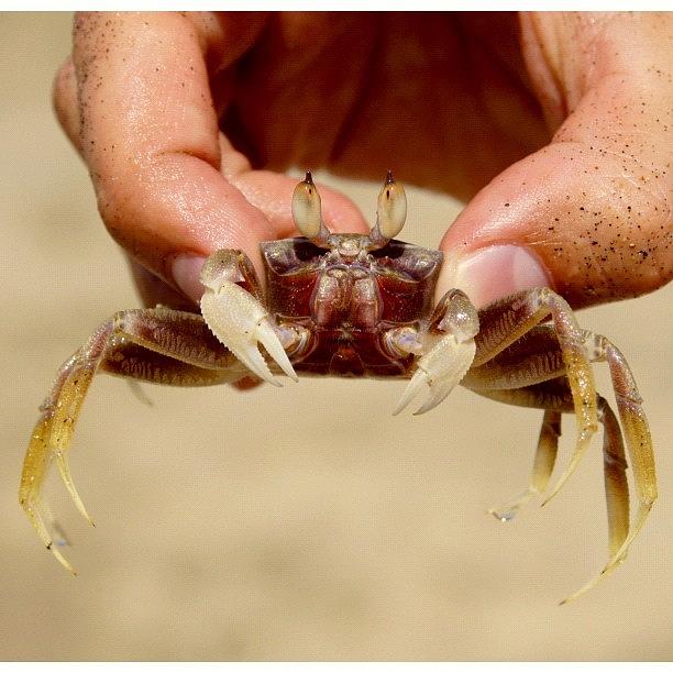 Beach Photograph - #crab #claws #hand #black #sand #hoian by Stan Chashchnikov