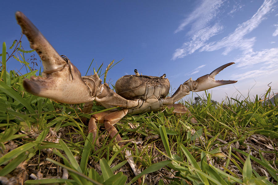 Crab In Defensive Posture Silaka Nature Photograph by Piotr Naskrecki