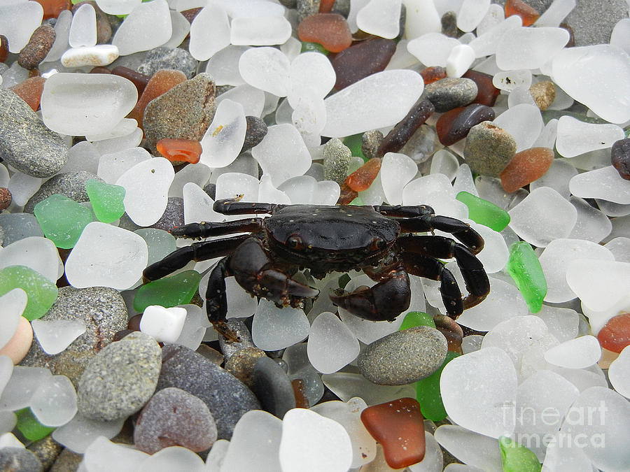 Crab on Glass Beach Photograph by Jim And Emily Bush