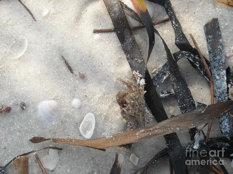 Shell Photograph - Crab on the Beach by Shannon Petree