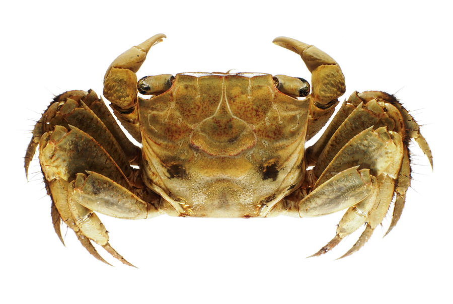 Crab On White Background Photograph by Thomas Northcut