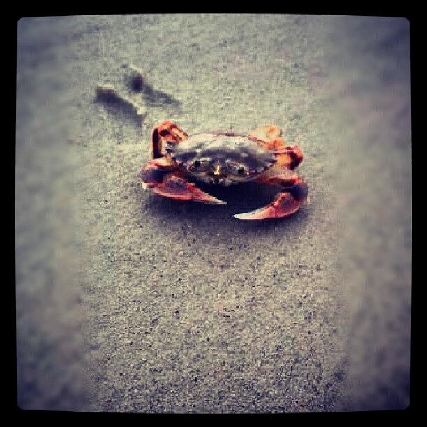 Nature Photograph - #crab #saltlife #nature #naturelovers by Sarah Booth