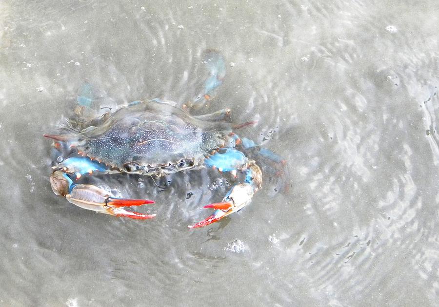 Crab Shack Photograph by Etta Harris