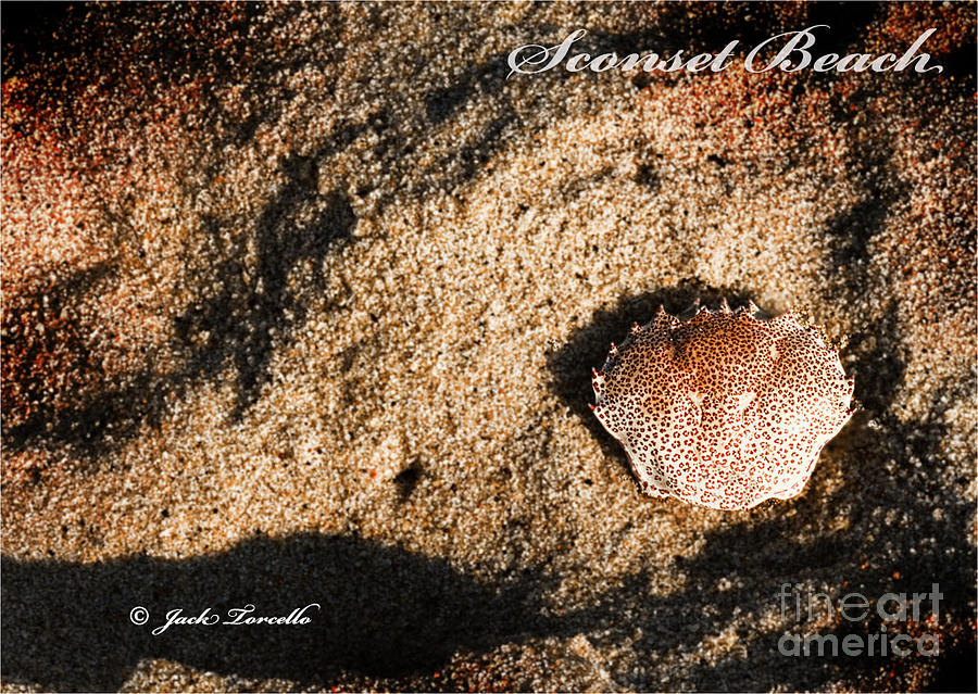 Crab Shell Sconset Beach Nantucket Photograph by Jack Torcello