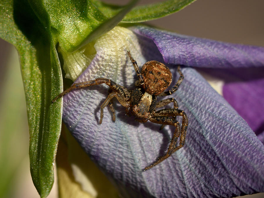 Crab Spider In A Violet Photograph