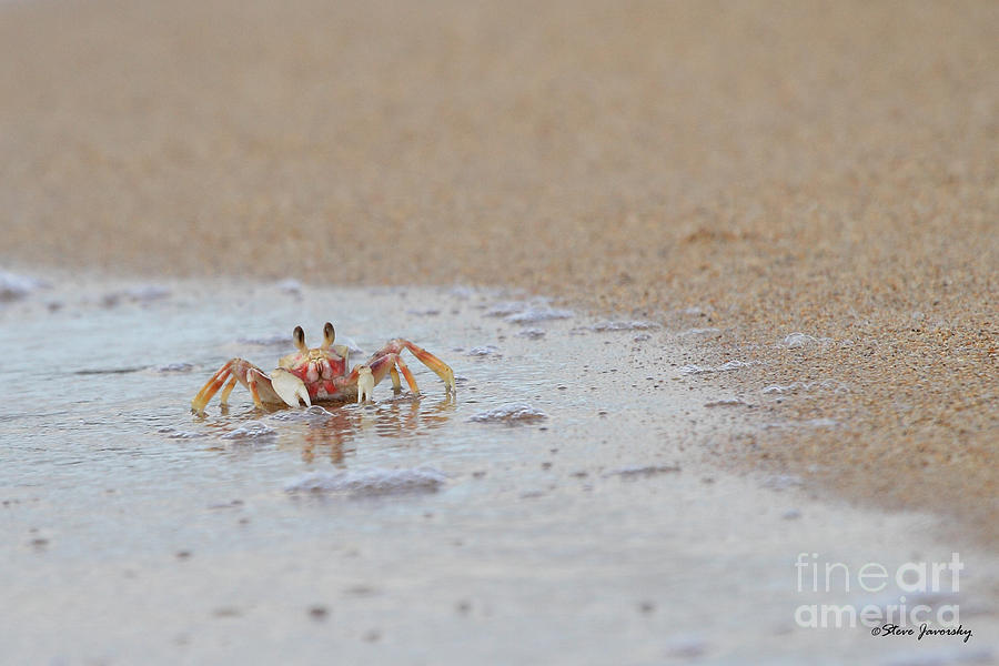Crab Photograph by Steve Javorsky