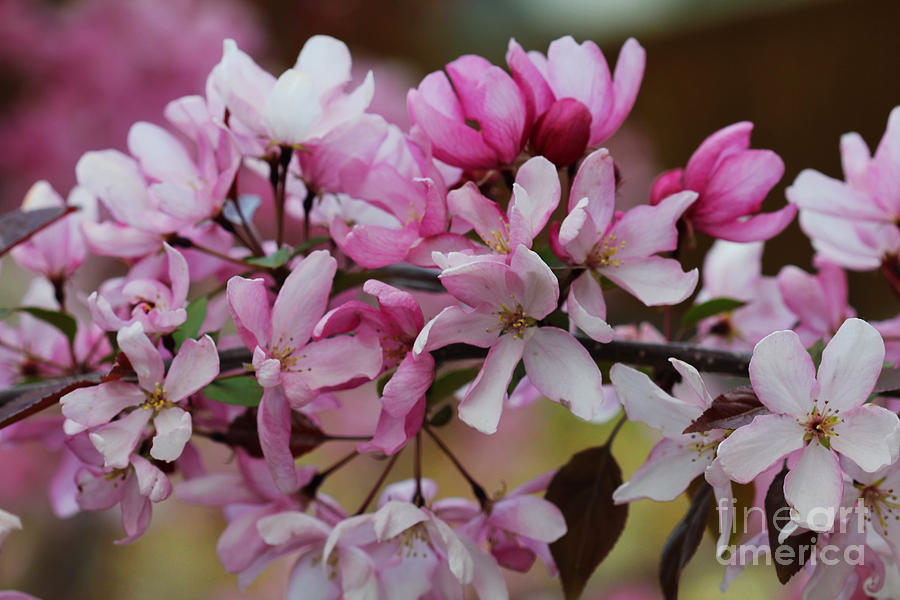 Crabapple Branch Blossoms Photograph by Donna L Munro