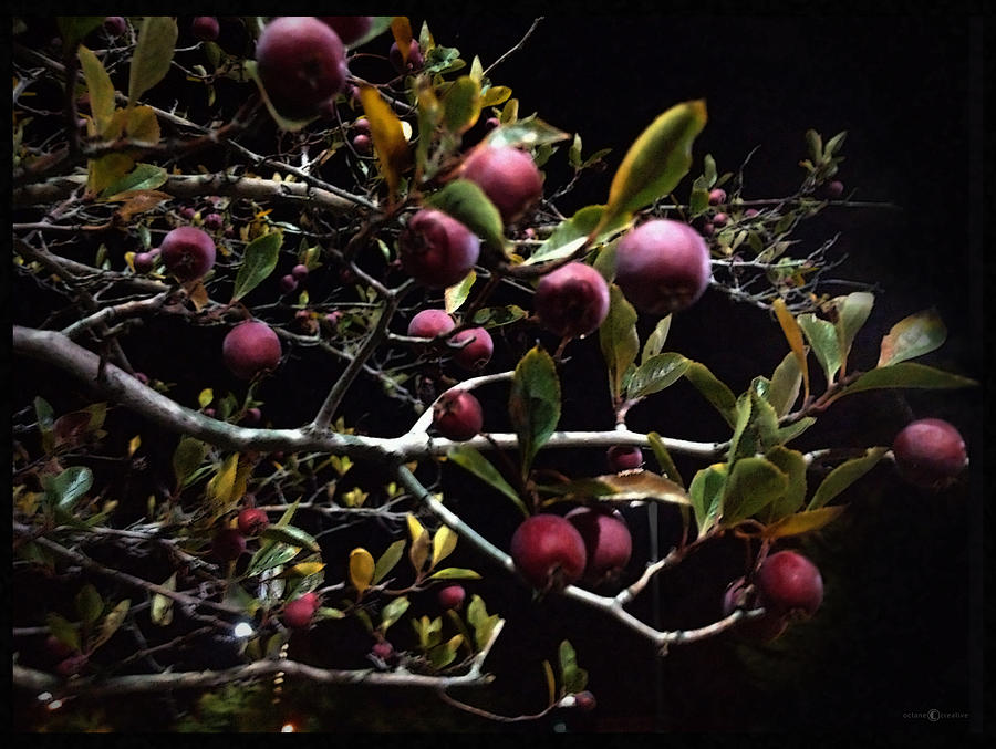 Crab Apples At Night Photograph by Tim Nyberg