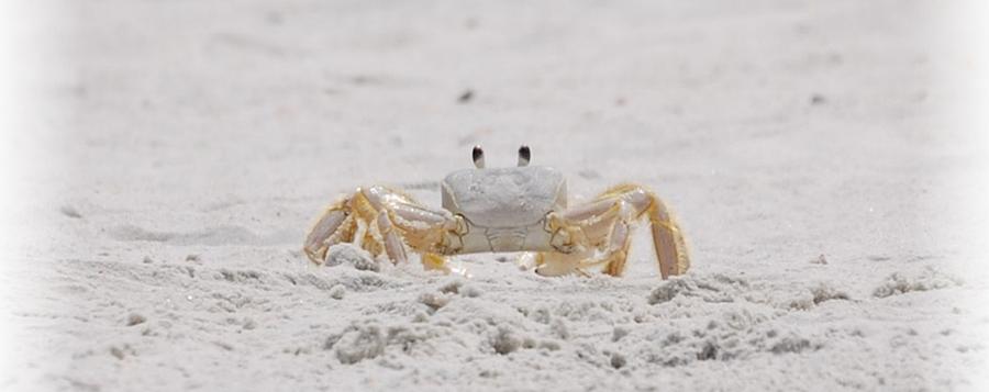 Beach Photograph - Crabby Eyes by Judy Hall-Folde