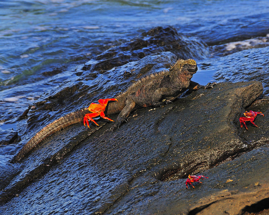 Crabby Marine Iguana  Photograph by Tony Beck