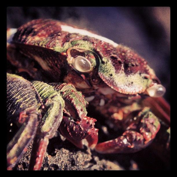 Crabby Photograph by Michael Sitzman