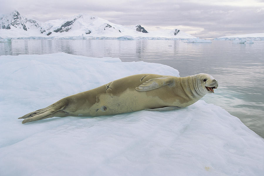 Crabeater Seal Lobodon Carcinophagus Photograph by Konrad Wothe