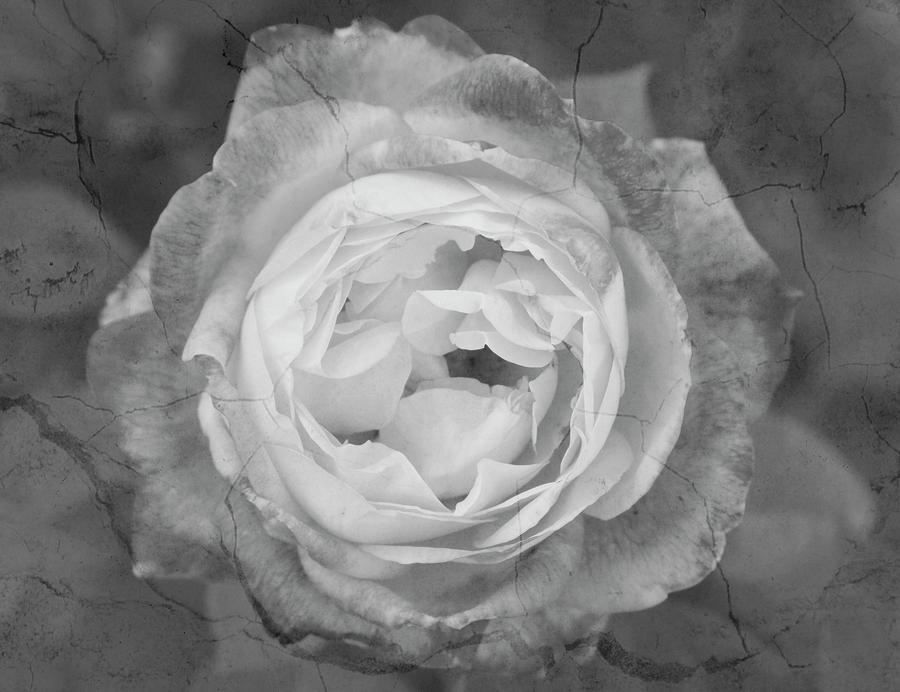 Cracked   Rose Fine Art BW Photograph by James BO Insogna