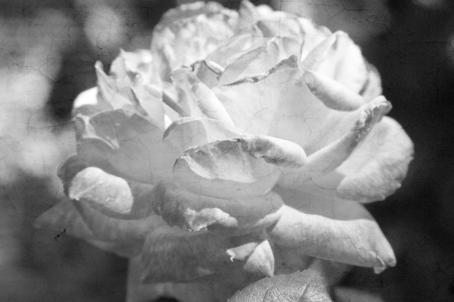 Cracked Rose Petals  Black and White  Photograph by James BO Insogna
