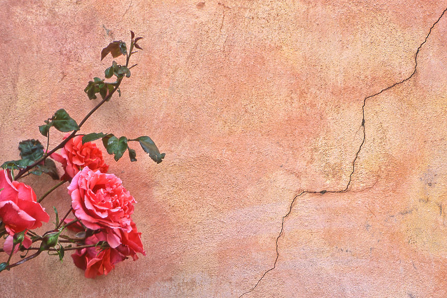 Cracked Wall and Rose Photograph by Tom and Pat Cory