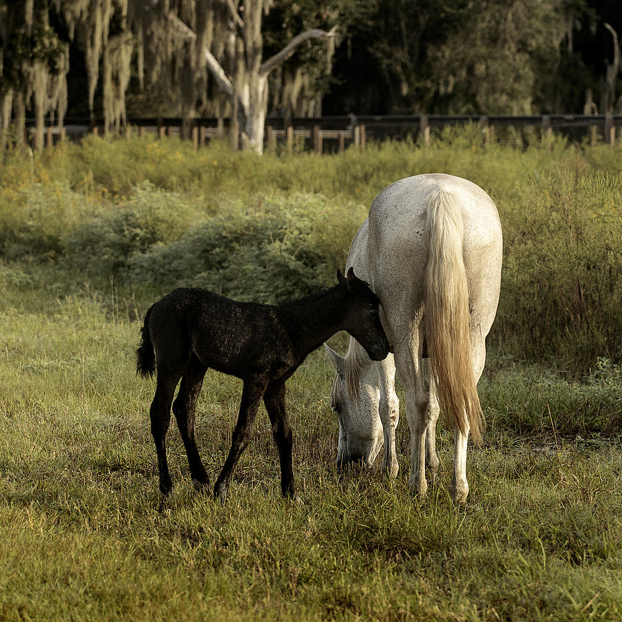 Cracker Foal And Mare Photograph