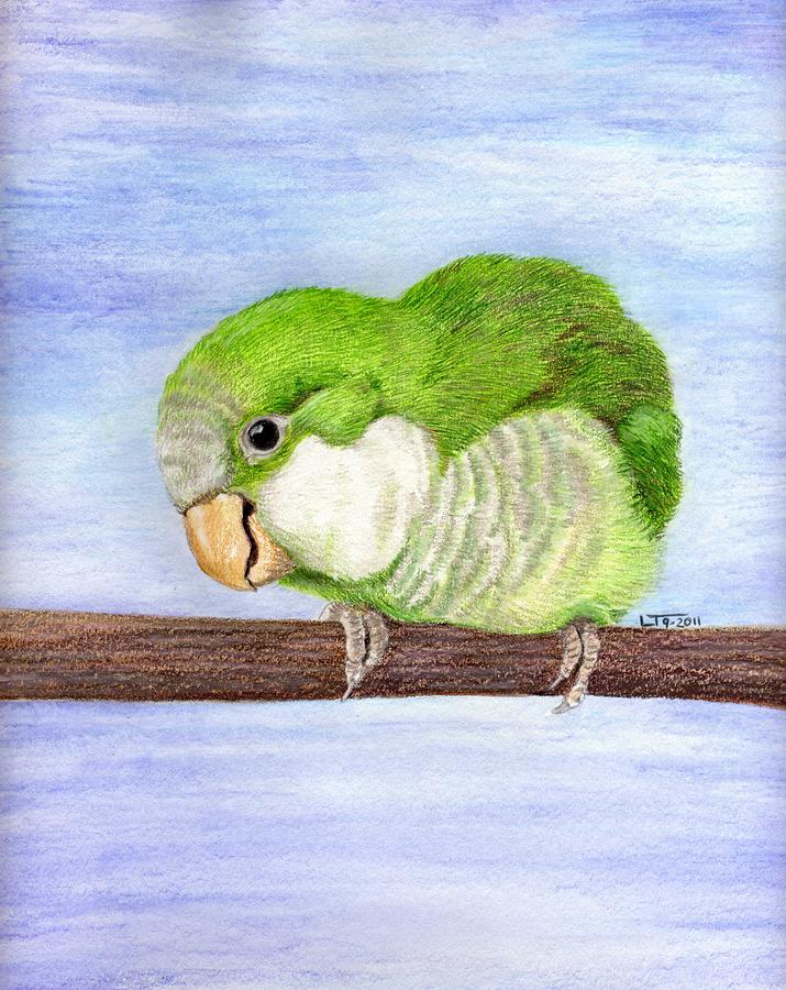 Parrot Painting - Crackers by Laurilee Taylor