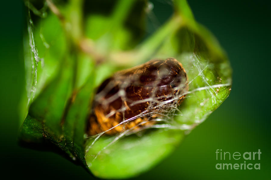 Cradle of a Butterfly Photograph by Venura Herath