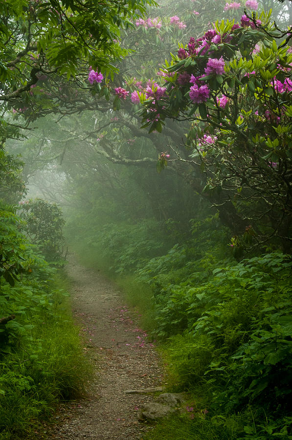 Craggy Path 2 Photograph by Joye Ardyn Durham Craggy Path 2 Photograph by Joye Ardyn Durham