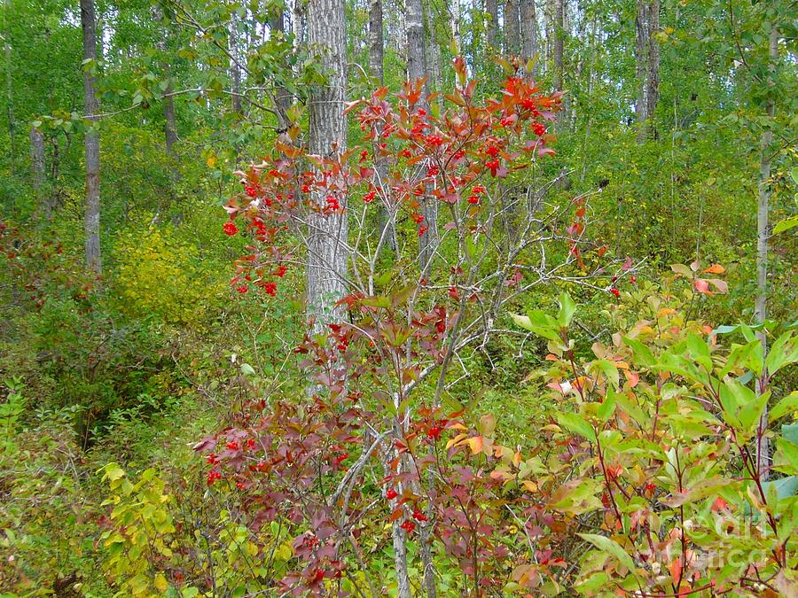 Cranberries with Early Autumn colors Photograph by Jim Sauchyn