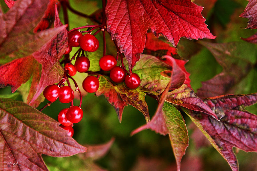 Fall Photograph - Cranberry Bush by Donna Swiecichowski