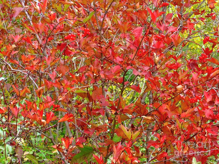 Cranberry bush Photograph by Jim Sauchyn