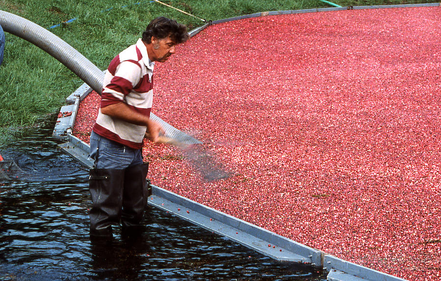 Cranberry Harvest Photograph by Mike Martin