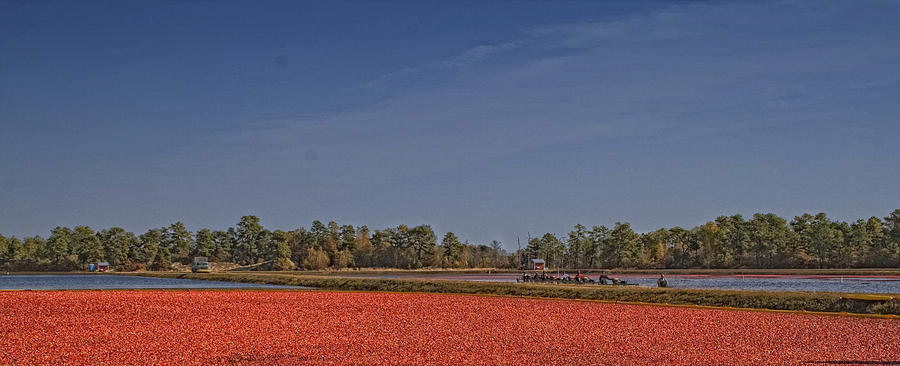 Cranberry Harvest Photograph by Tom Singleton