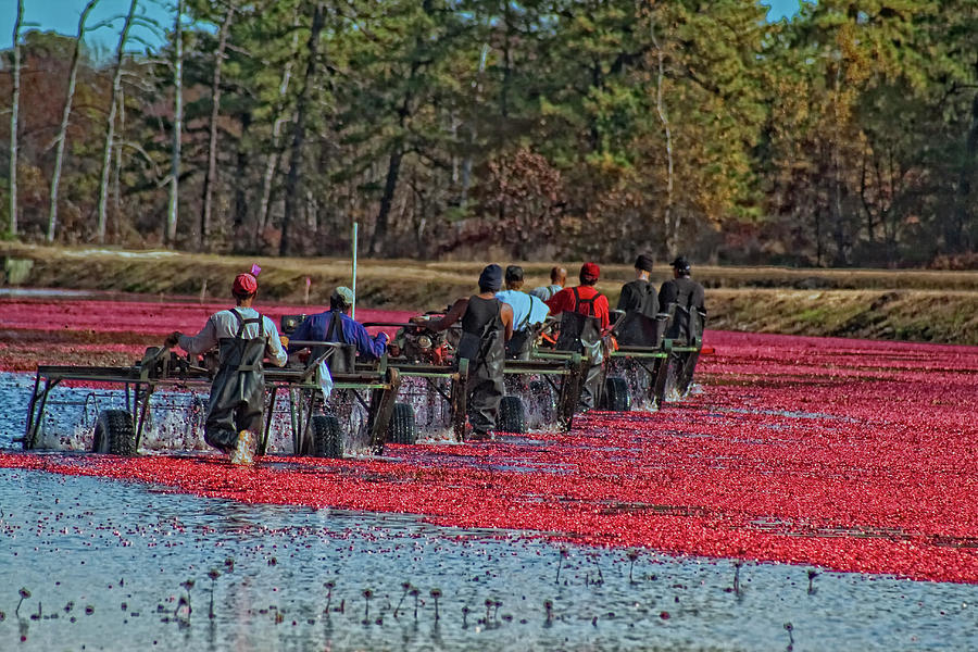 Cranberry Harvest Workers Photograph by Tom Singleton