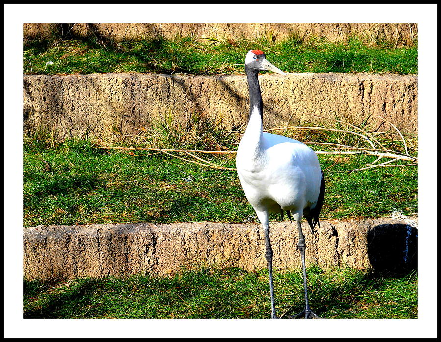 Crane-4 Photograph by Anand Swaroop Manchiraju