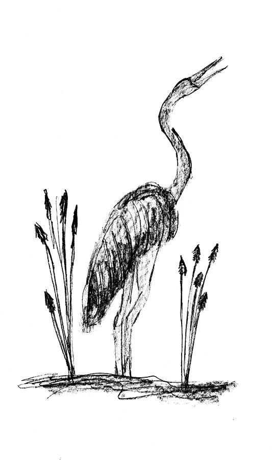 Bird Drawing - Crane by Gail Schmiedlin