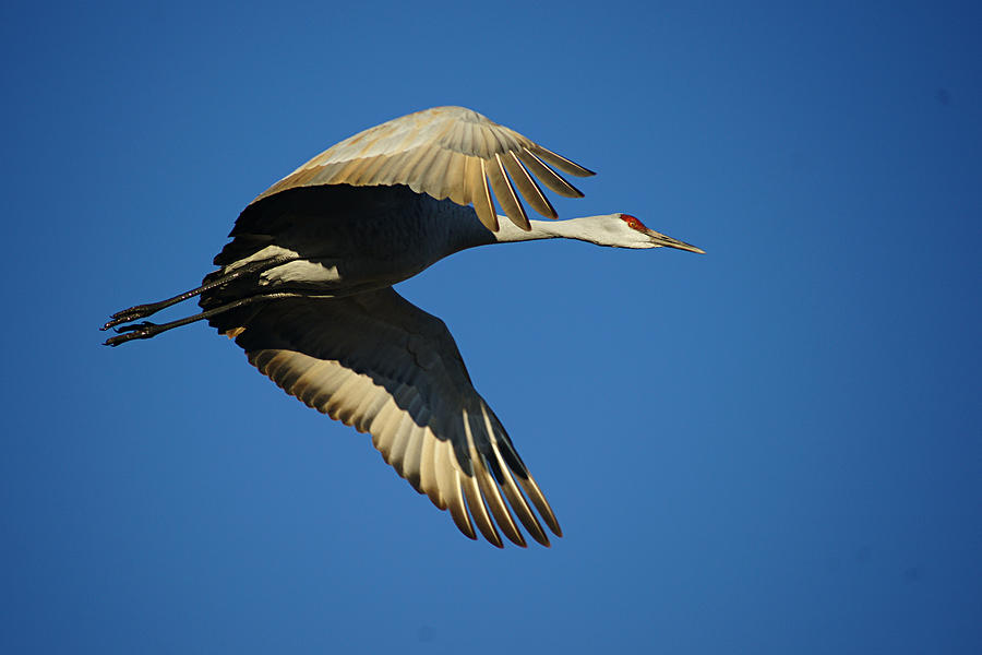 Crane In Flight Photograph by Diana Douglass