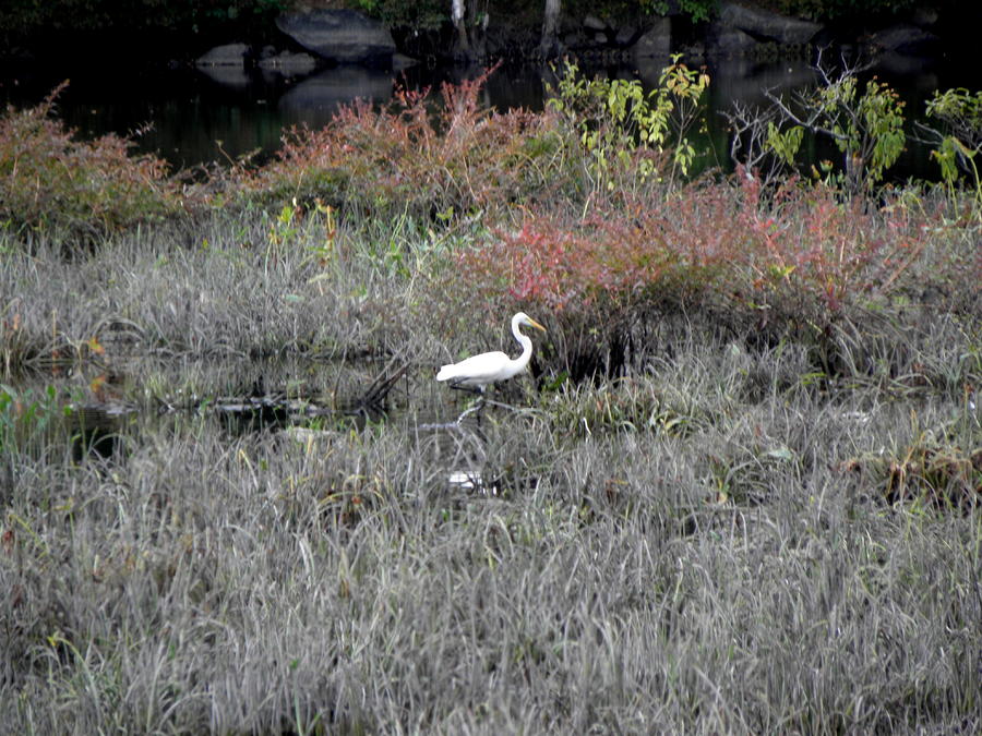 Crane In The Fall  Photograph by Kim Galluzzo