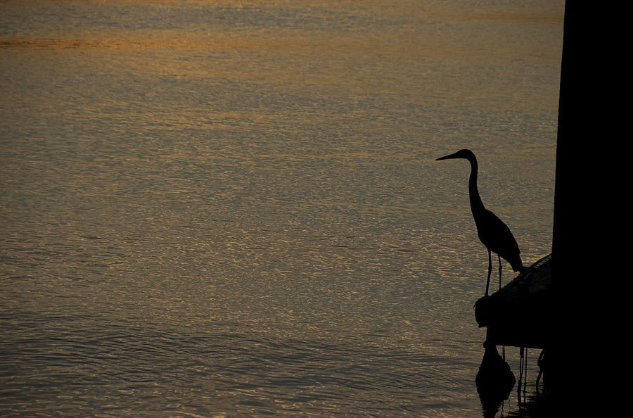 Crane on the Dock Photograph by Leslie Lovell