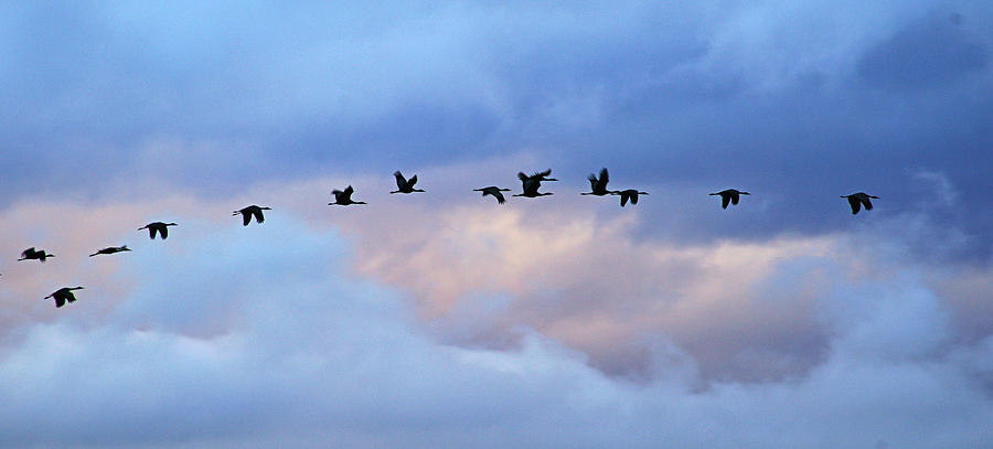 cranes in flight III Photograph by Diana Douglass