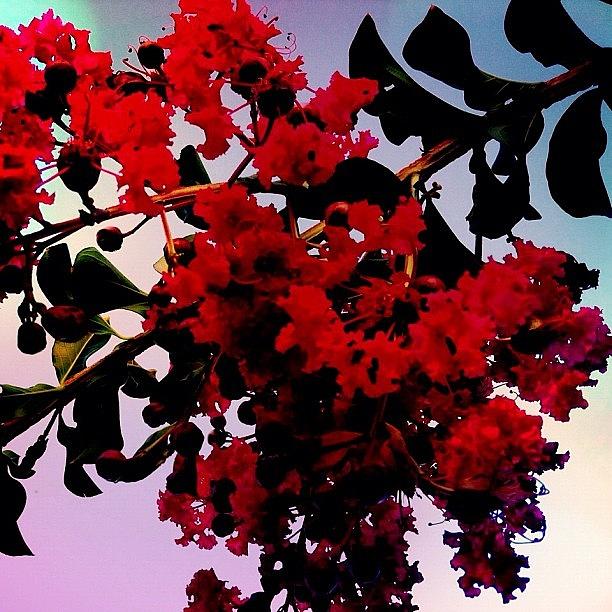 Nature Photograph - Crape Myrtle: Another Work Day Photo by Thomas Hallmark
