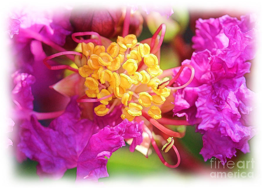 Crape Myrtle Photograph by Judi Bagwell