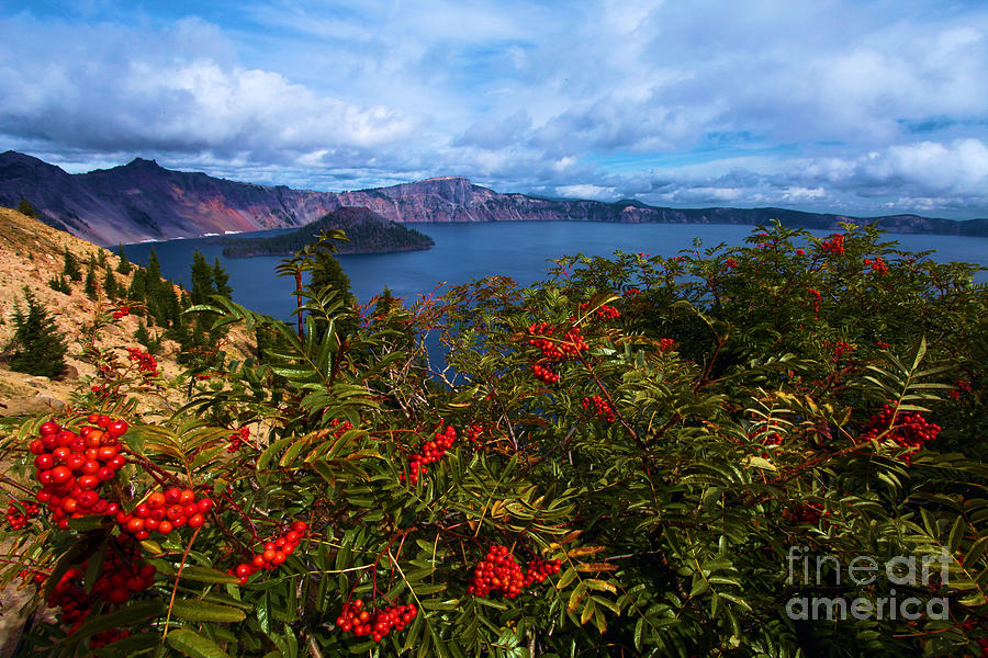 Crater Lake National Park Photograph - Crater Berries by Adam Jewell