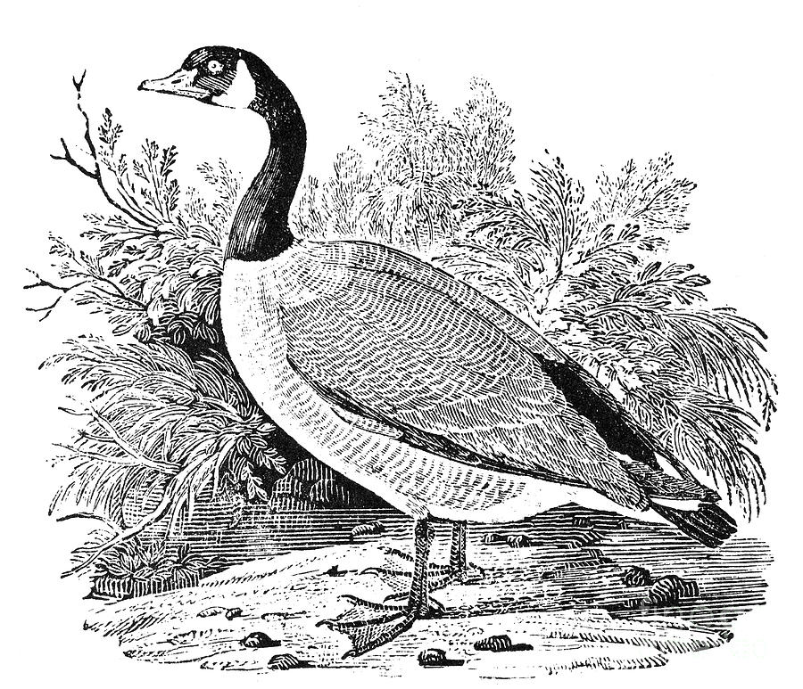 Cravat Goose Photograph by Granger