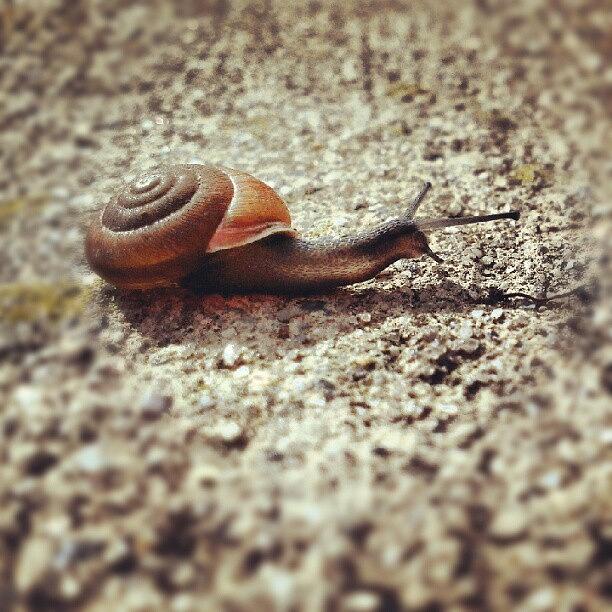 Shell Photograph - Crawling Around Outside My Dads Work by Amber Edsall