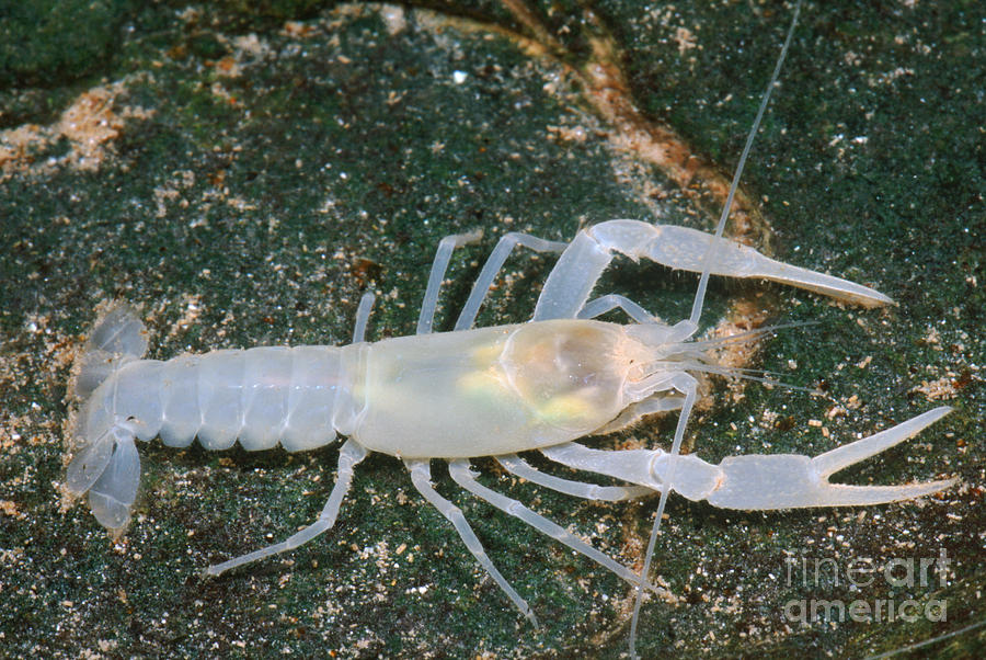 Crayfish Photograph by Dante Fenolio