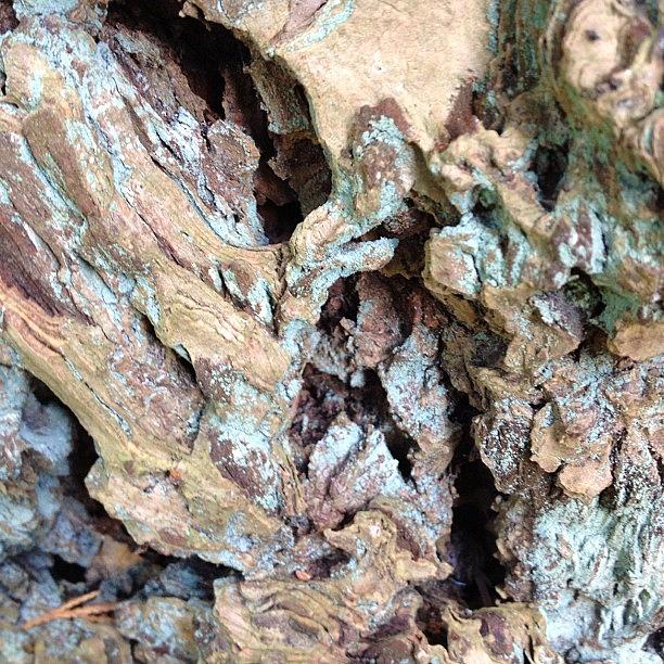 Crazy Bark #nofilter Photograph by Sand I Am