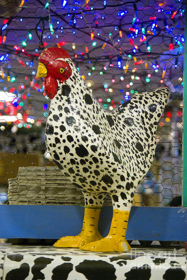 Crazy Chicken Photograph by Jim And Emily Bush