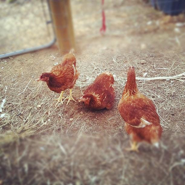 Crazy Chickens. :) Photograph by Angie Davis