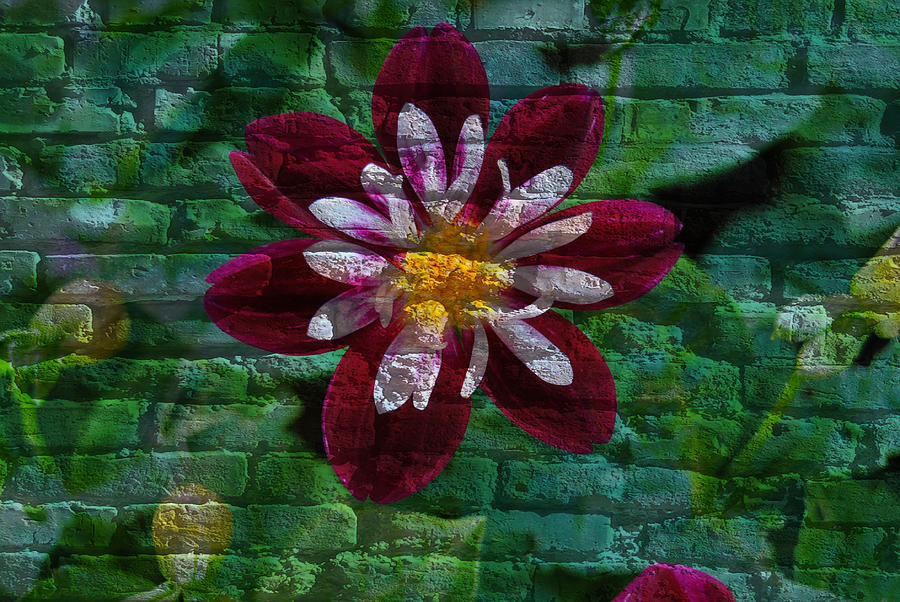 Crazy flower over brick Mixed Media by Eric Liller