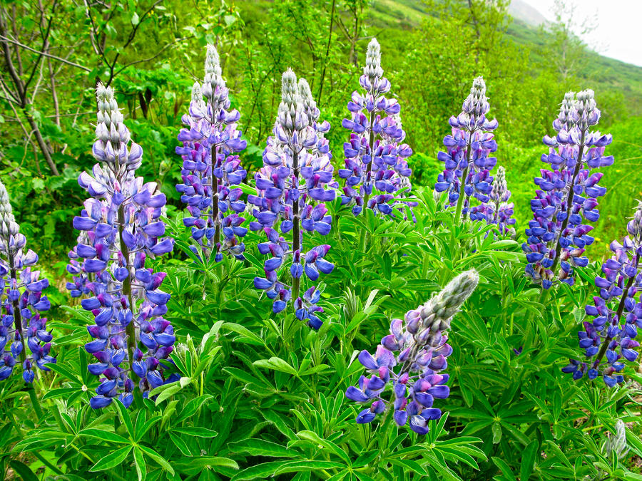 Crazy for Lupins Photograph by Sam Amato