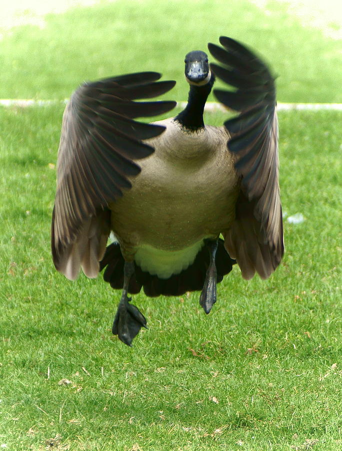 Crazy Goose Photograph By Dennis Faucher - Pixels