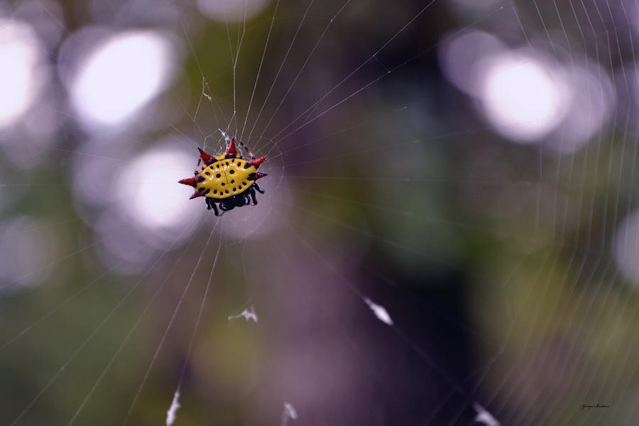 Crazy looking spider Photograph by George Bostian