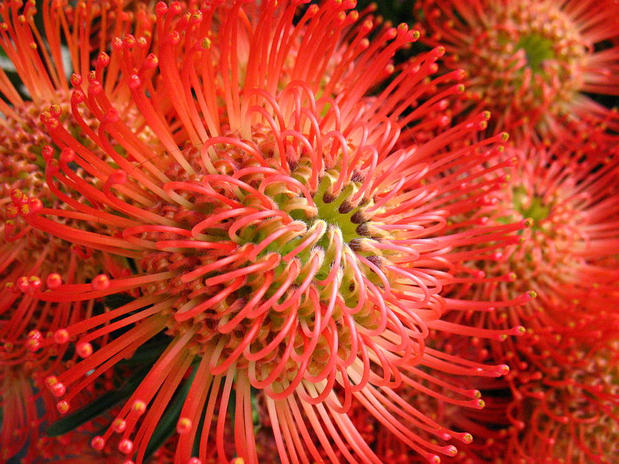 Crazy Red Flowers Photograph by Catherine Eby