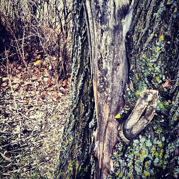 Tree Photograph - Crazy #tree Trunk.
#park #walk by Lucy Siciliano